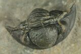 Morocops Trilobite With Gerastos - Ofaten, Morocco #381665-5